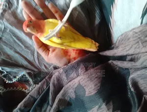 পوس মানানো লাভ বার্ড