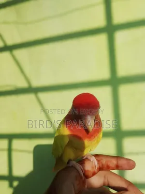 পوس মানানো লাভ বার্ড