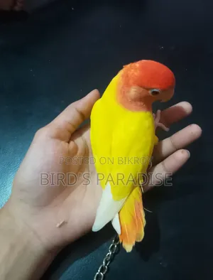 পوس মানানো লাভ বার্ড