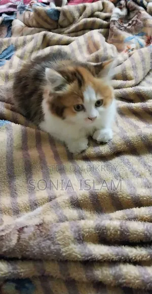 ৩-৬ মাসের মহিলা বিশুদ্ধ জাতের বেঙ্গল