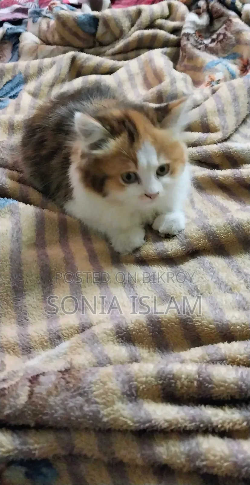 ৩-৬ মাসের মহিলা বিশুদ্ধ জাতের বেঙ্গল