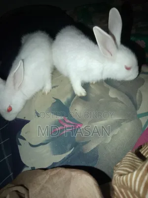 ভালো খরগোশ