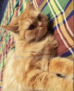 3-6 months Female Purebred Persian