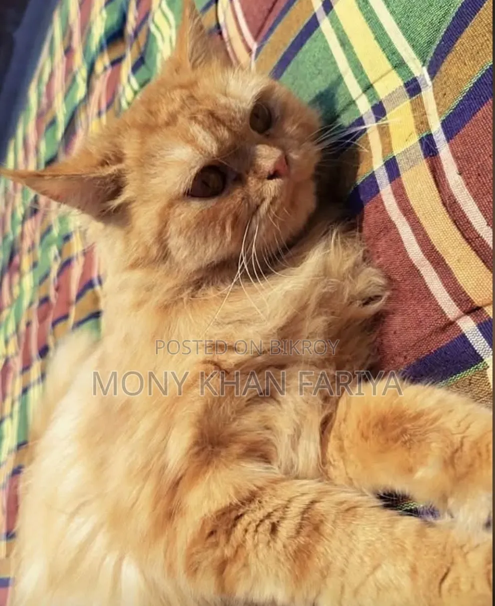 3-6 months Female Purebred Persian
