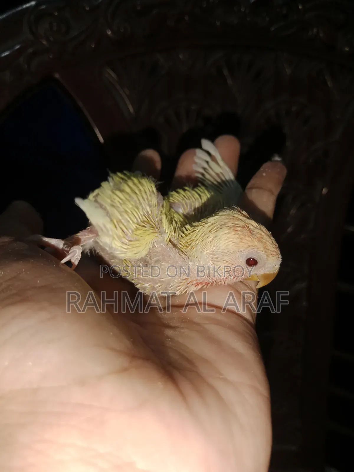 টেম সাইজ লু্টিনো অপালাইন বেবি