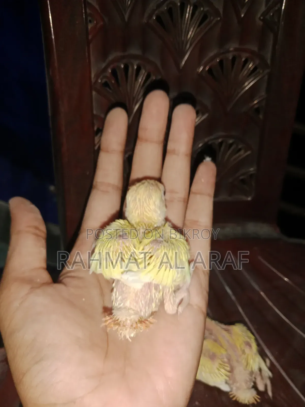 টেম সাইজ লু্টিনো অপালাইন বেবি