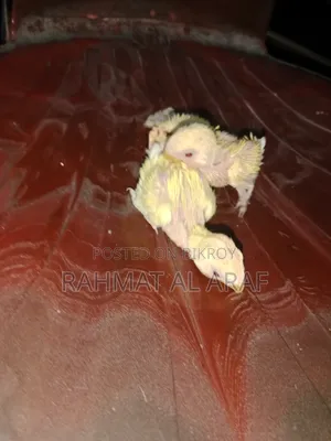 টেম সাইজ লু্টিনো অপালাইন বেবি