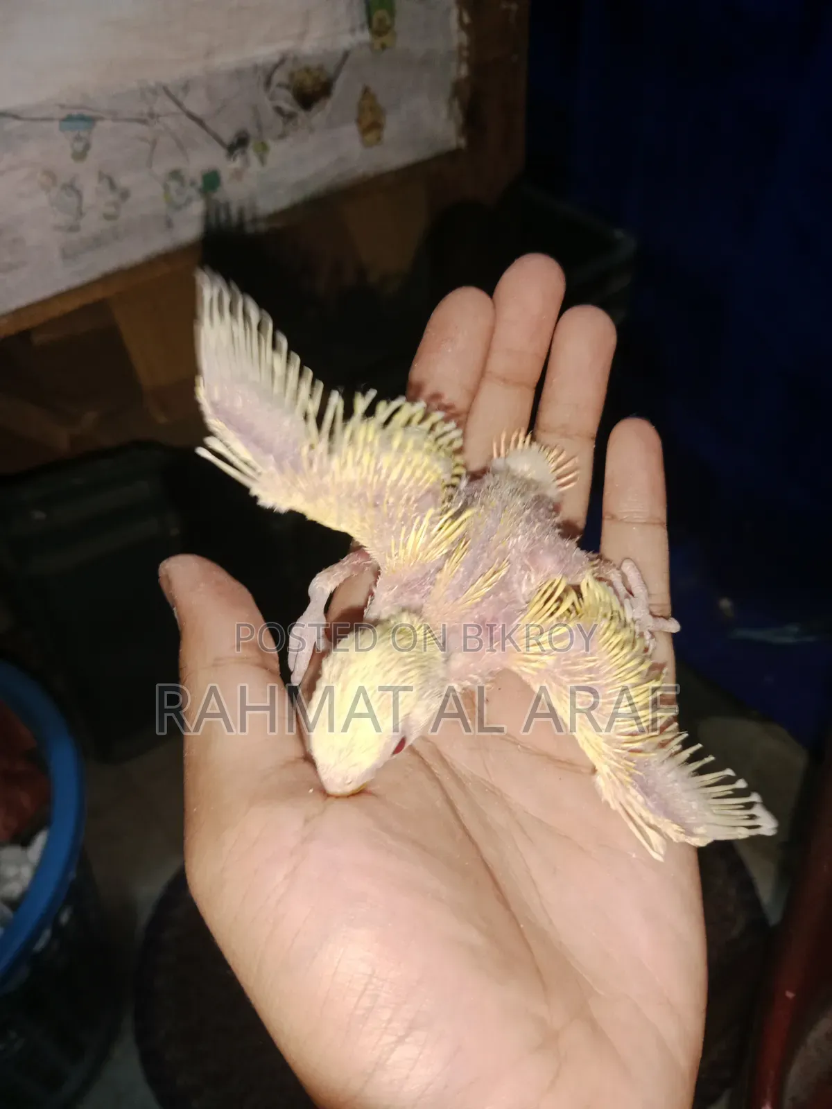 টেম সাইজ লু্টিনো অপালাইন বেবি