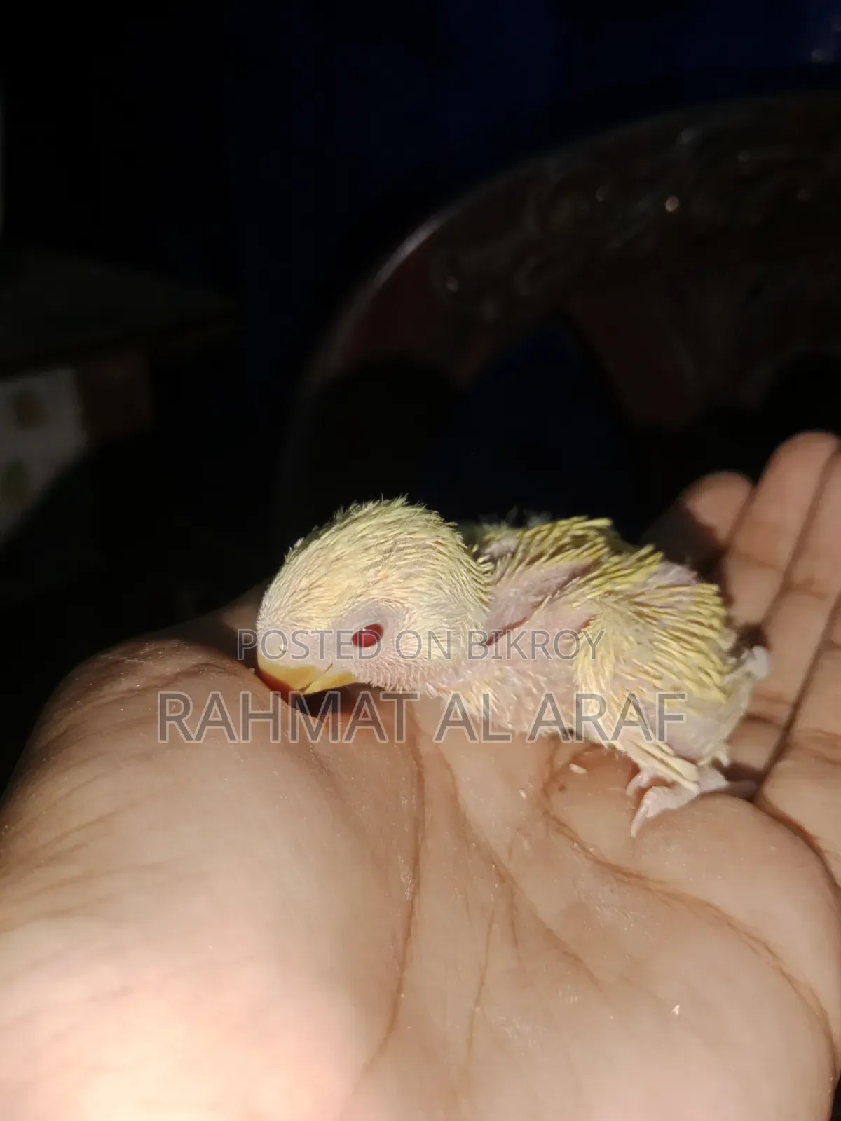 টেম সাইজ লু্টিনো অপালাইন বেবি
