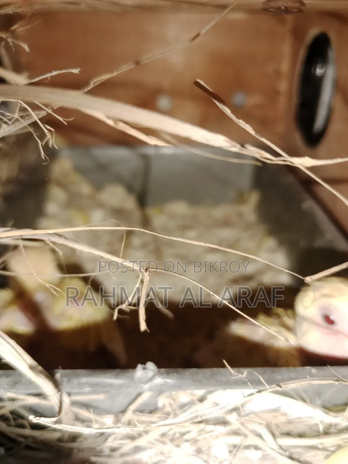 টেম সাইজ লু্টিনো অপালাইন বেবি