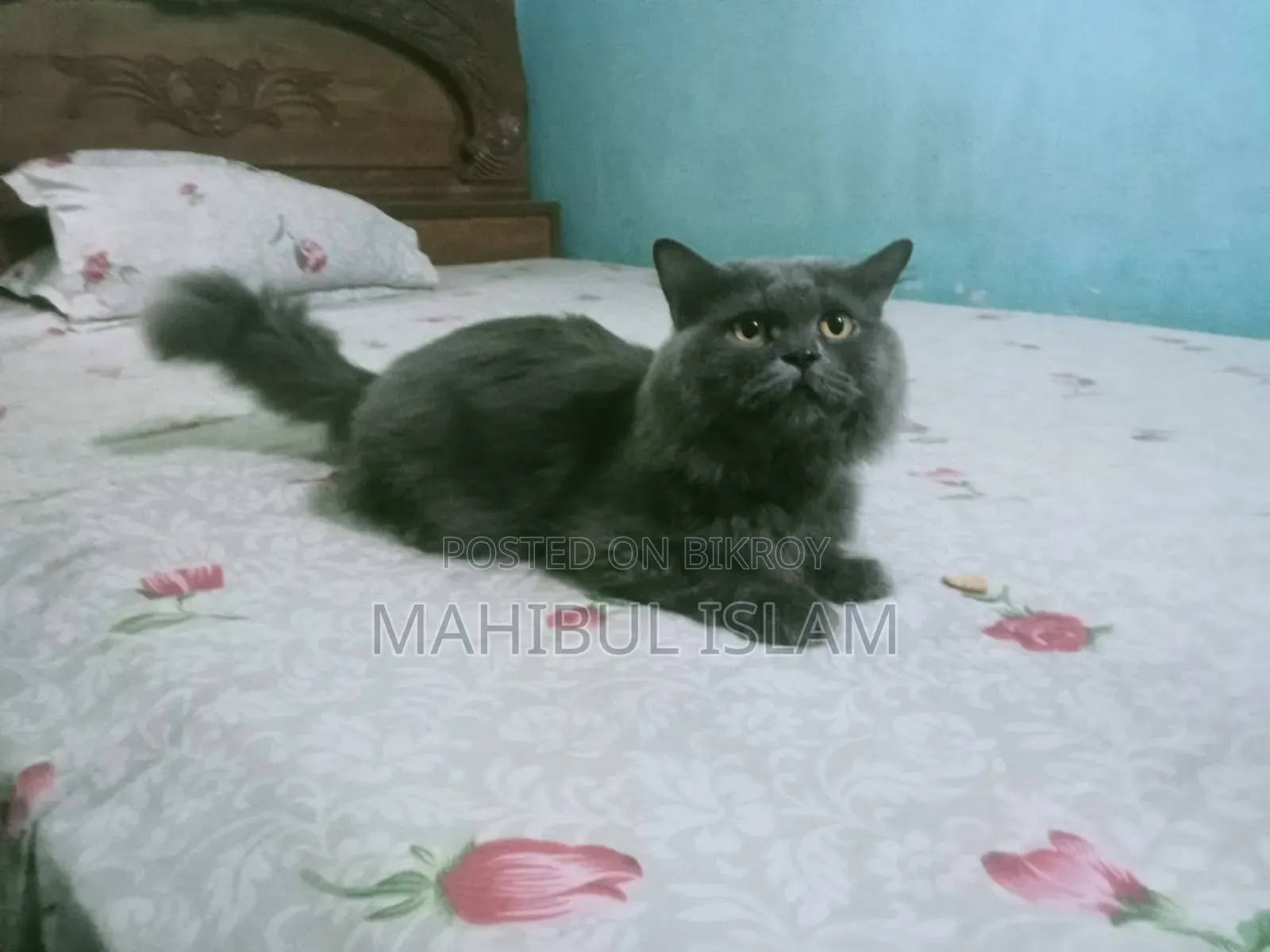 1-3 months Male Purebred Persian
