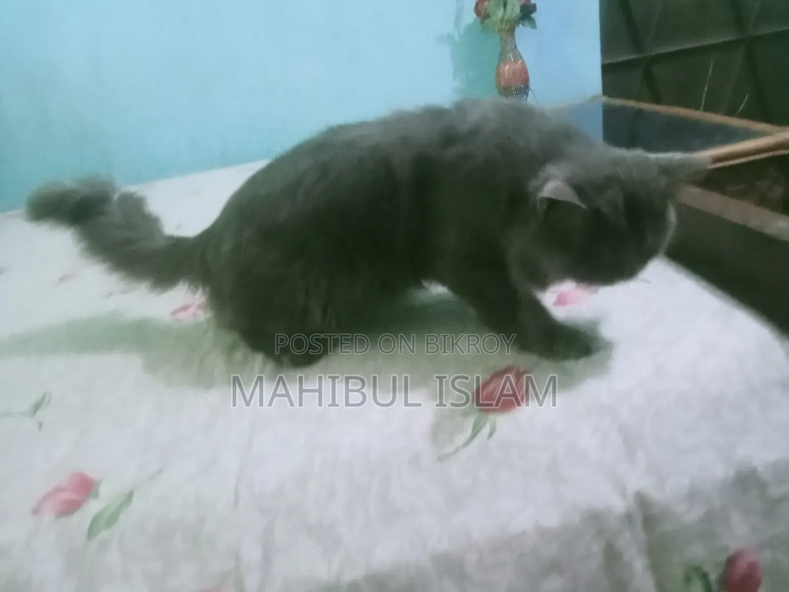 1-3 months Male Purebred Persian