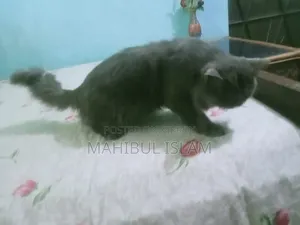 1-3 months Male Purebred Persian
