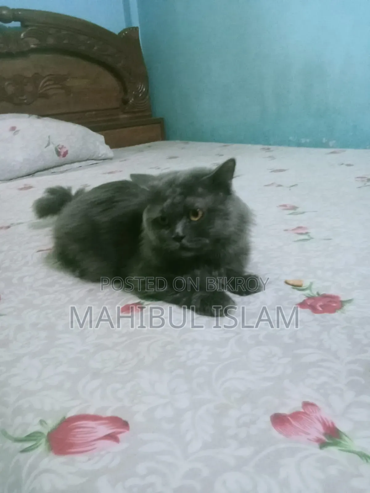 1-3 months Male Purebred Persian