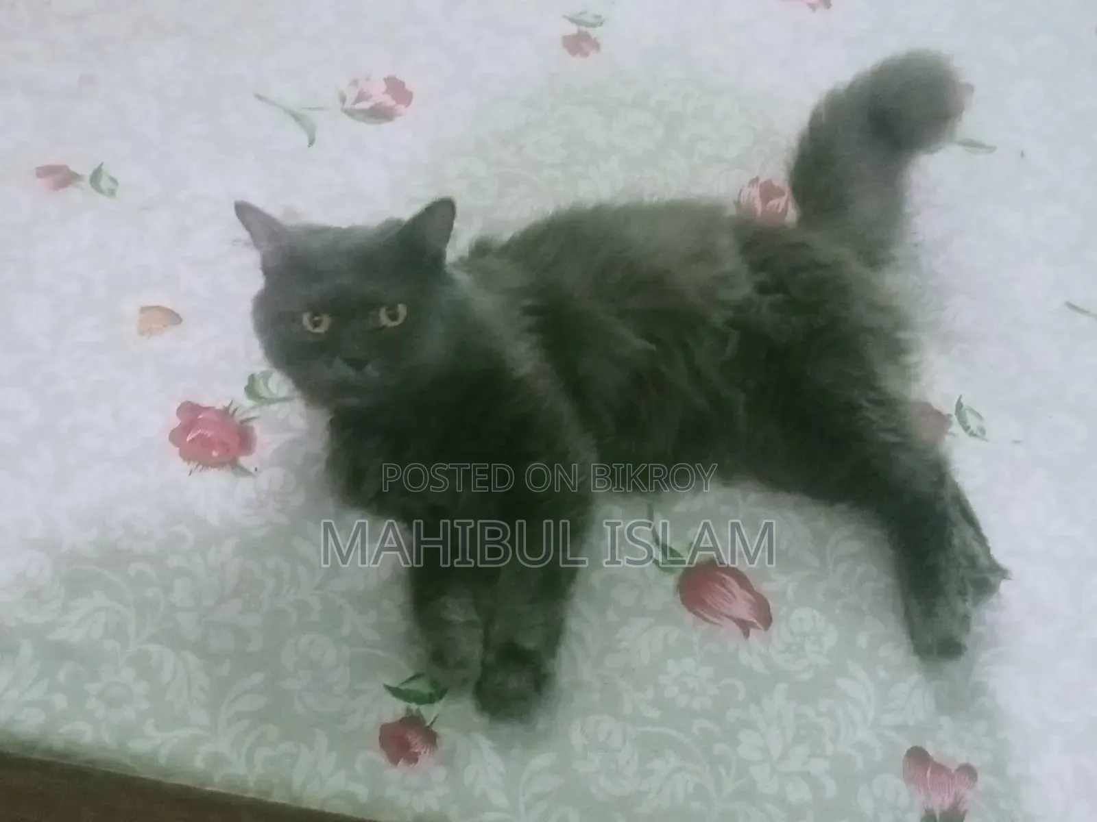 1-3 months Male Purebred Persian