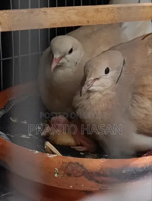 Dove Pigeon