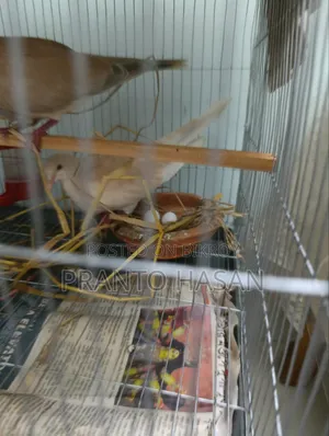 Dove Pigeon