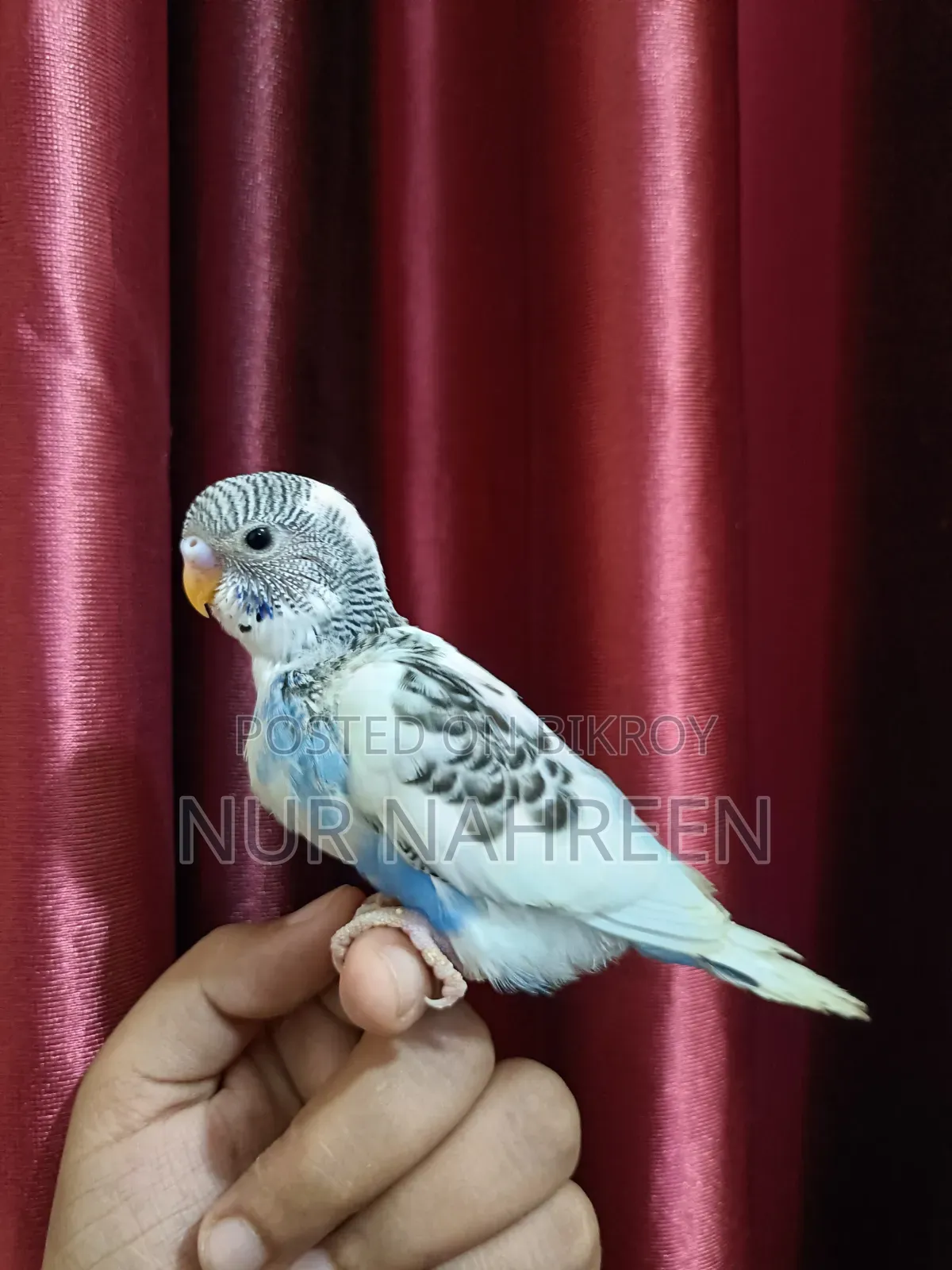 Budgerigar Tame Size Baby