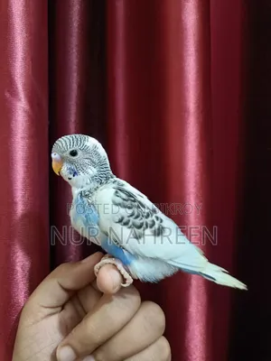 Budgerigar Tame Size Baby