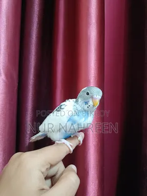 Budgerigar Tame Size Baby