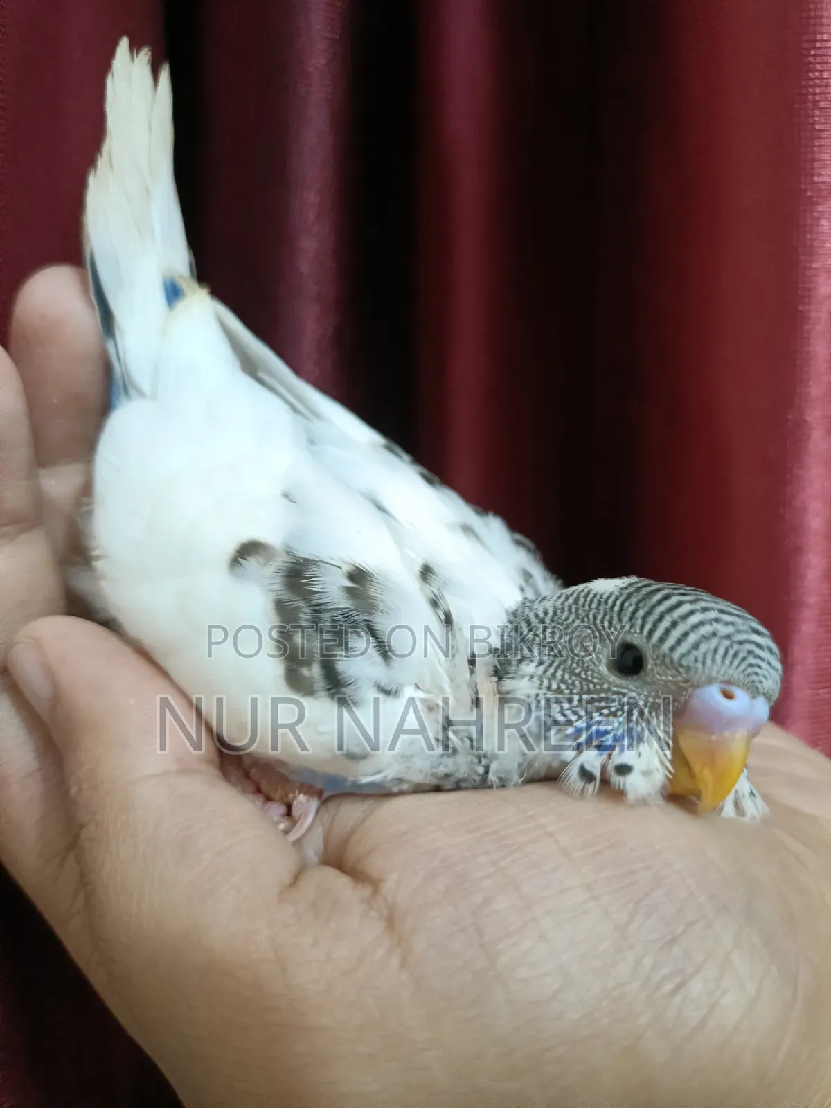 Budgerigar Tame Size Baby