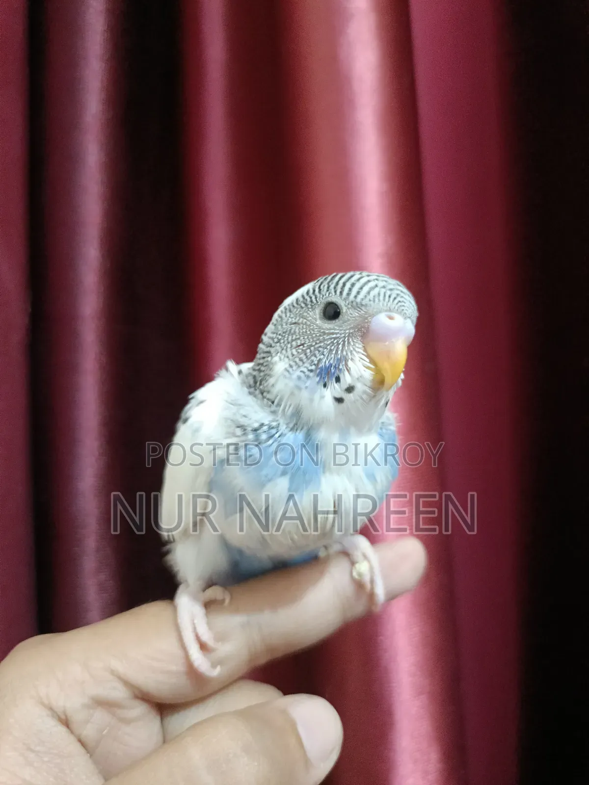 Budgerigar Tame Size Baby