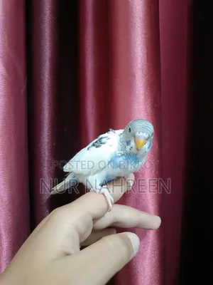 Budgerigar Tame Size Baby