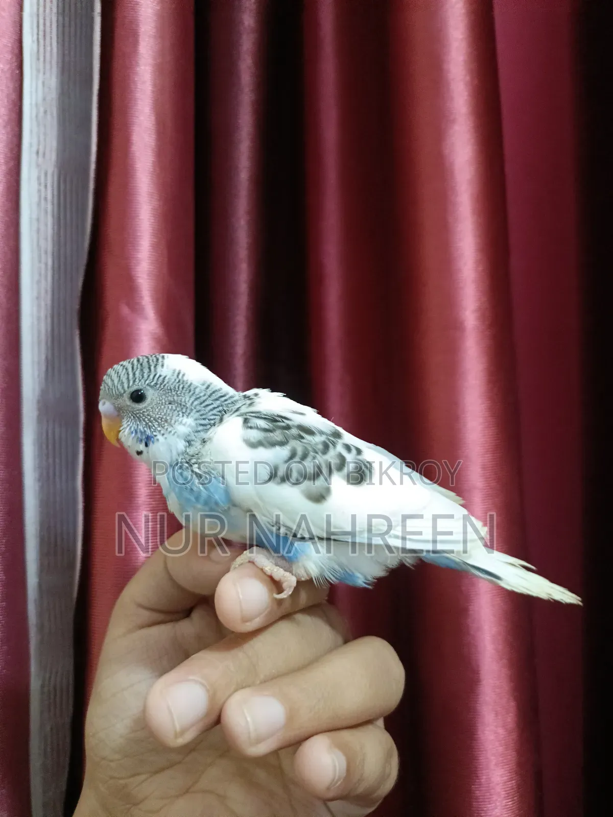 Budgerigar Tame Size Baby