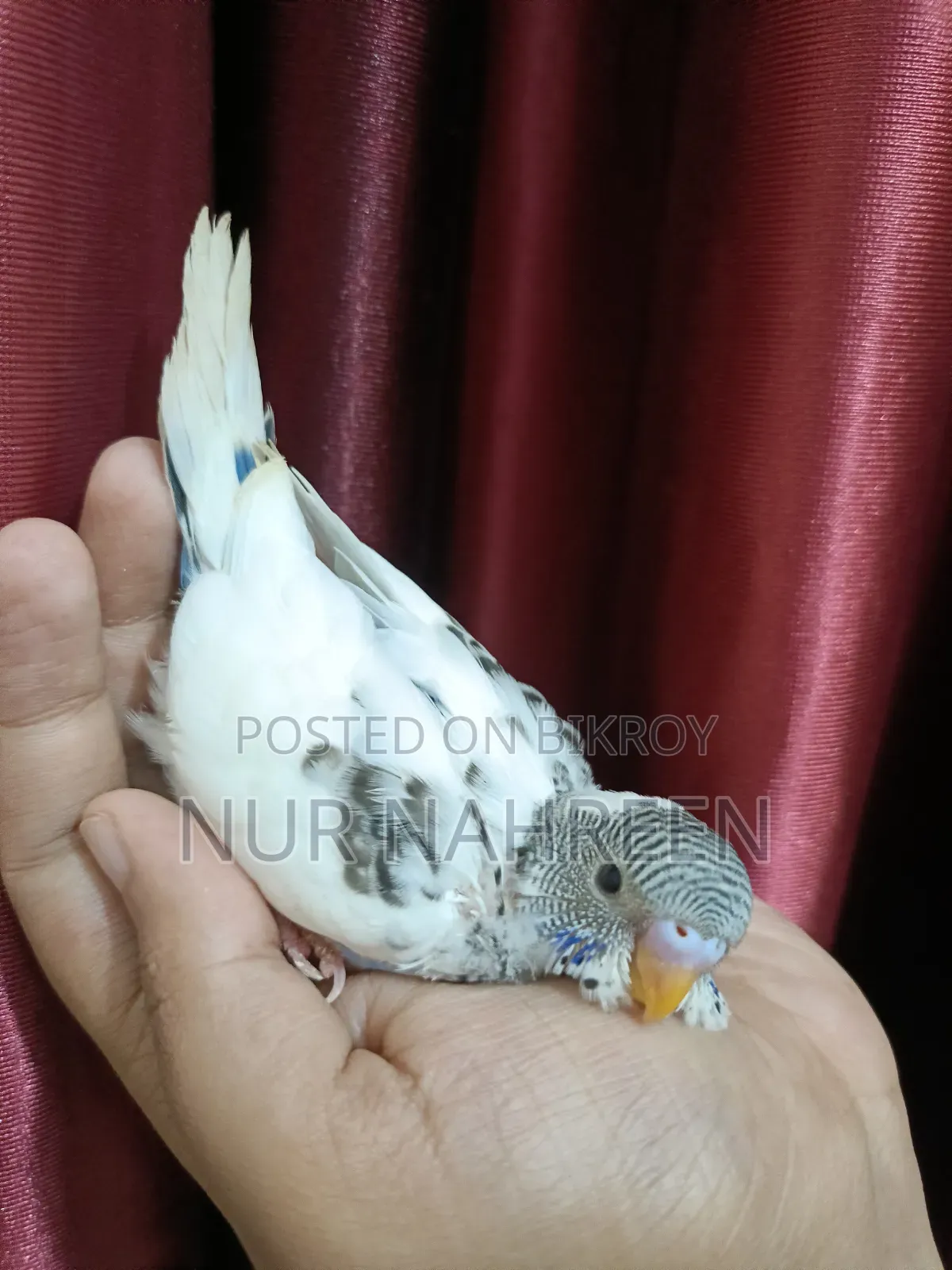 Budgerigar Tame Size Baby