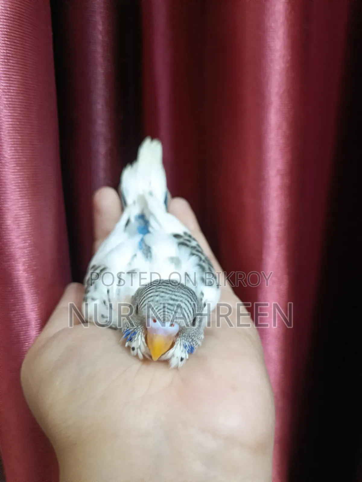 Budgerigar Tame Size Baby