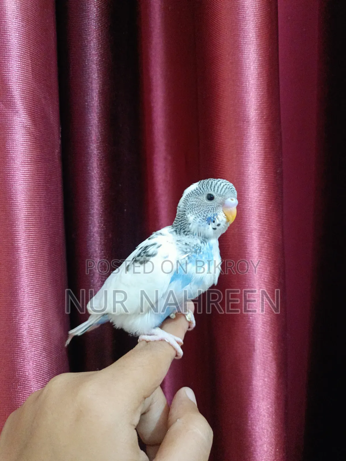 Budgerigar Tame Size Baby