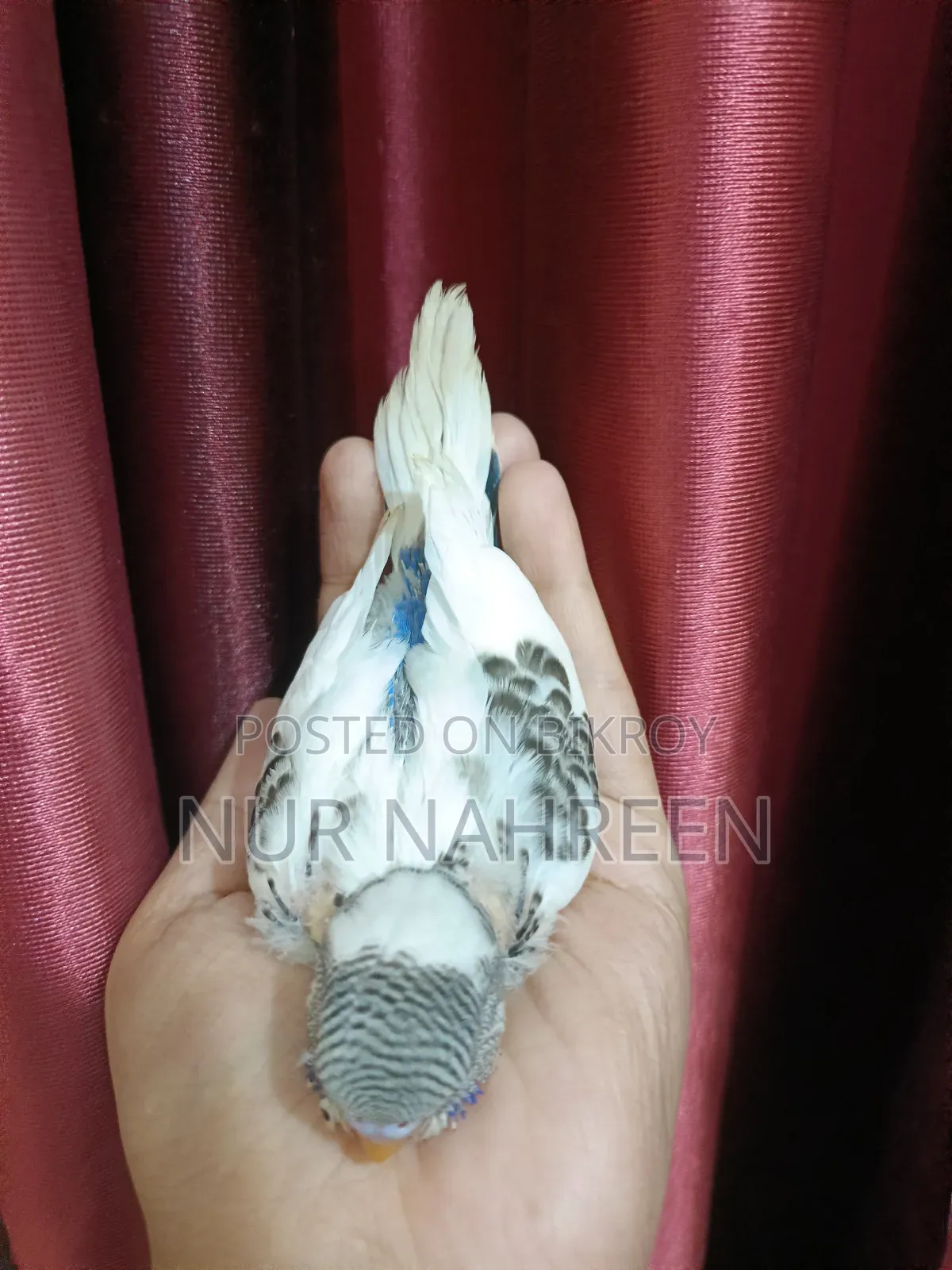Budgerigar Tame Size Baby