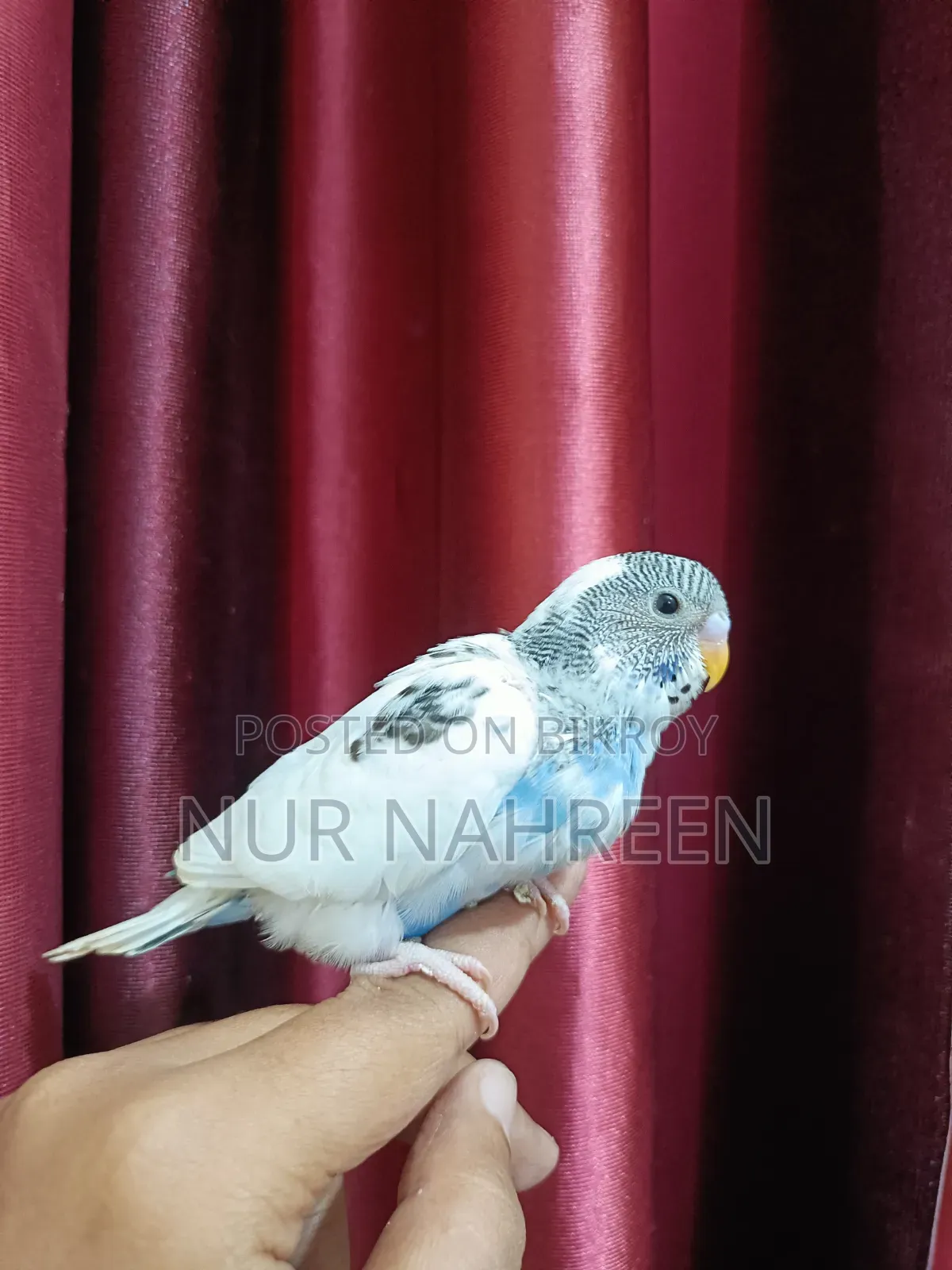 Budgerigar Tame Size Baby