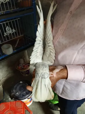 Pigeon Hand Bottle Bondinate Classic