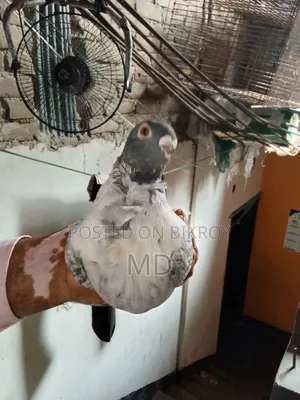 Pigeon Hand Bottle Bondinate Classic