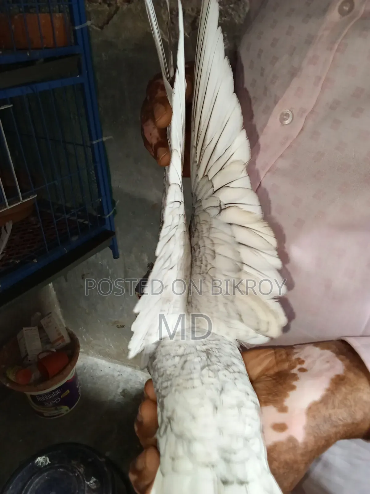 Pigeon Hand Bottle Bondinate Classic