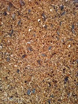 Bajigar Regular Mix