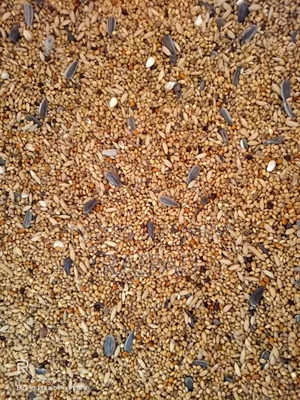 Bajigar Regular Mix