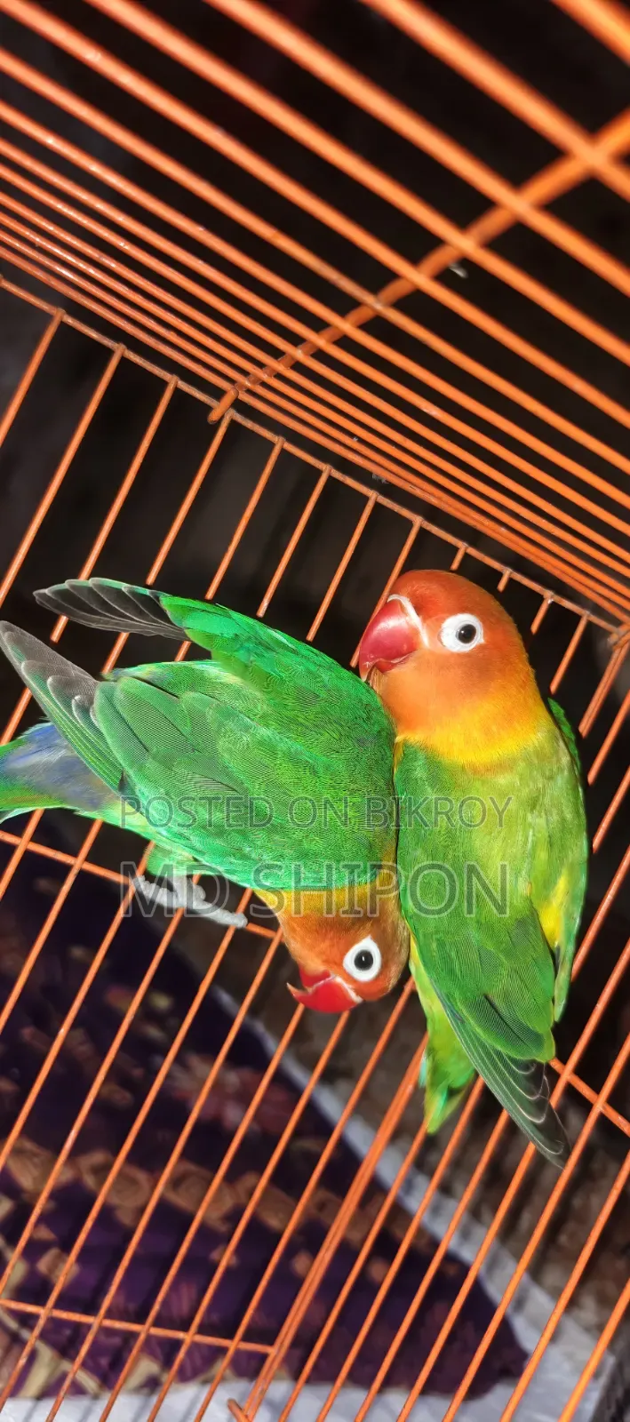 Lovebird Running Pair for Sale