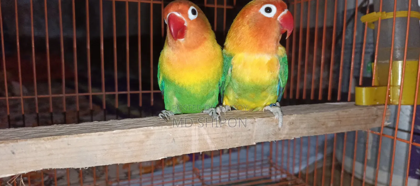 Lovebird Running Pair for Sale