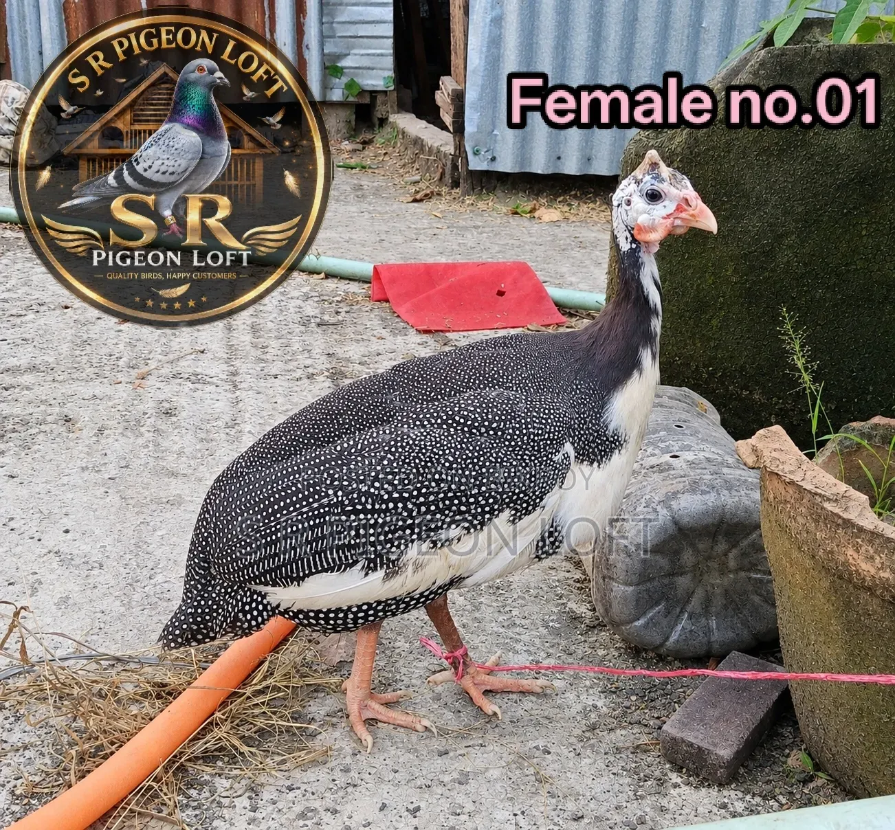 Running Egg-Laying Helmeted Guineafowl