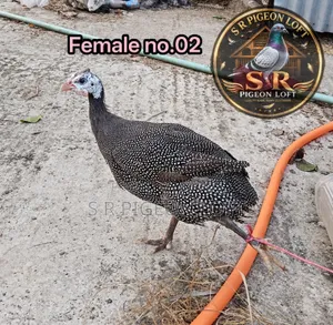 Running Egg-Laying Helmeted Guineafowl