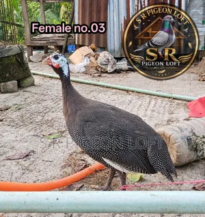 Running Egg-Laying Helmeted Guineafowl
