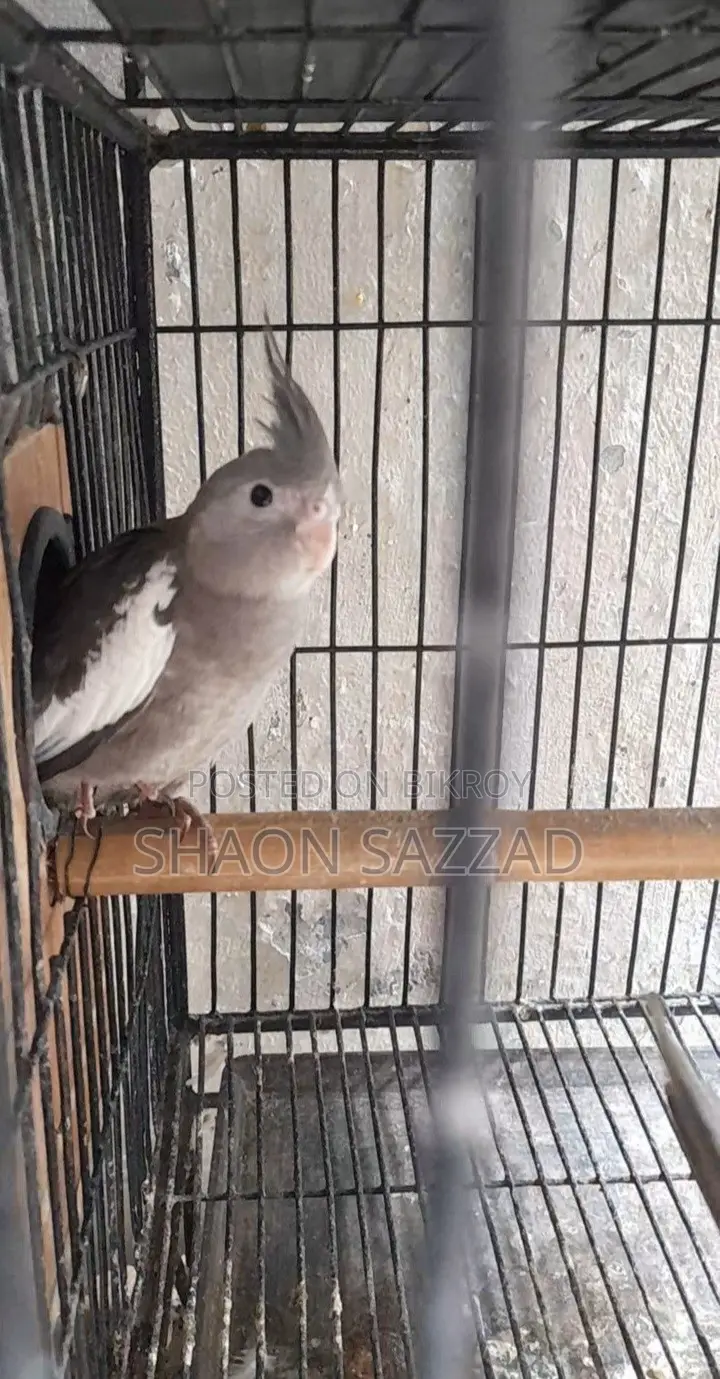 Gray Cockatiel Baby