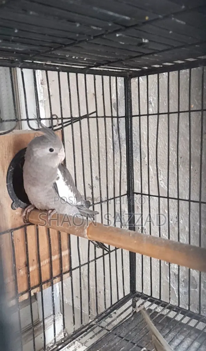 Gray Cockatiel Baby