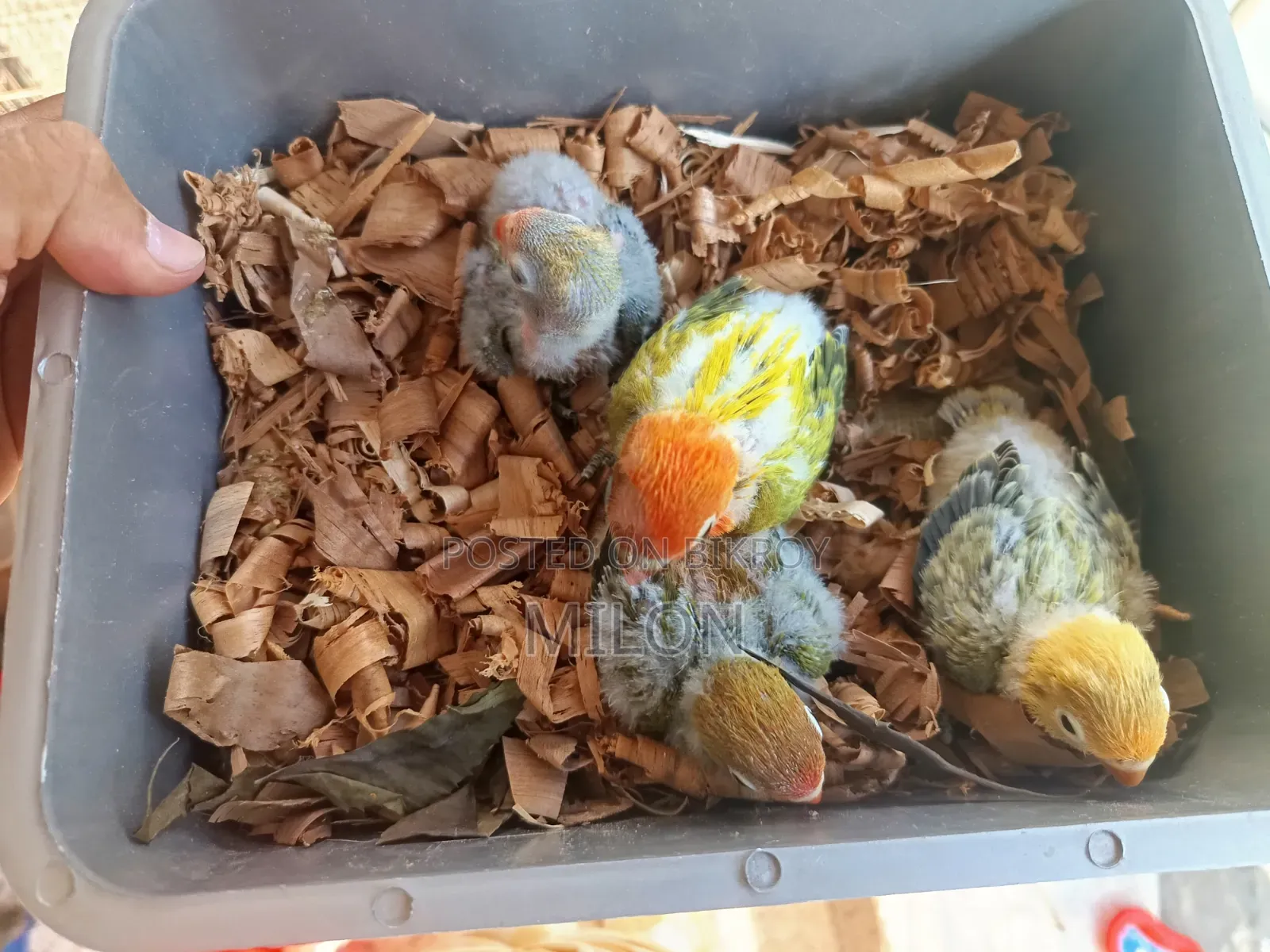 4 pieces baby lovebird
