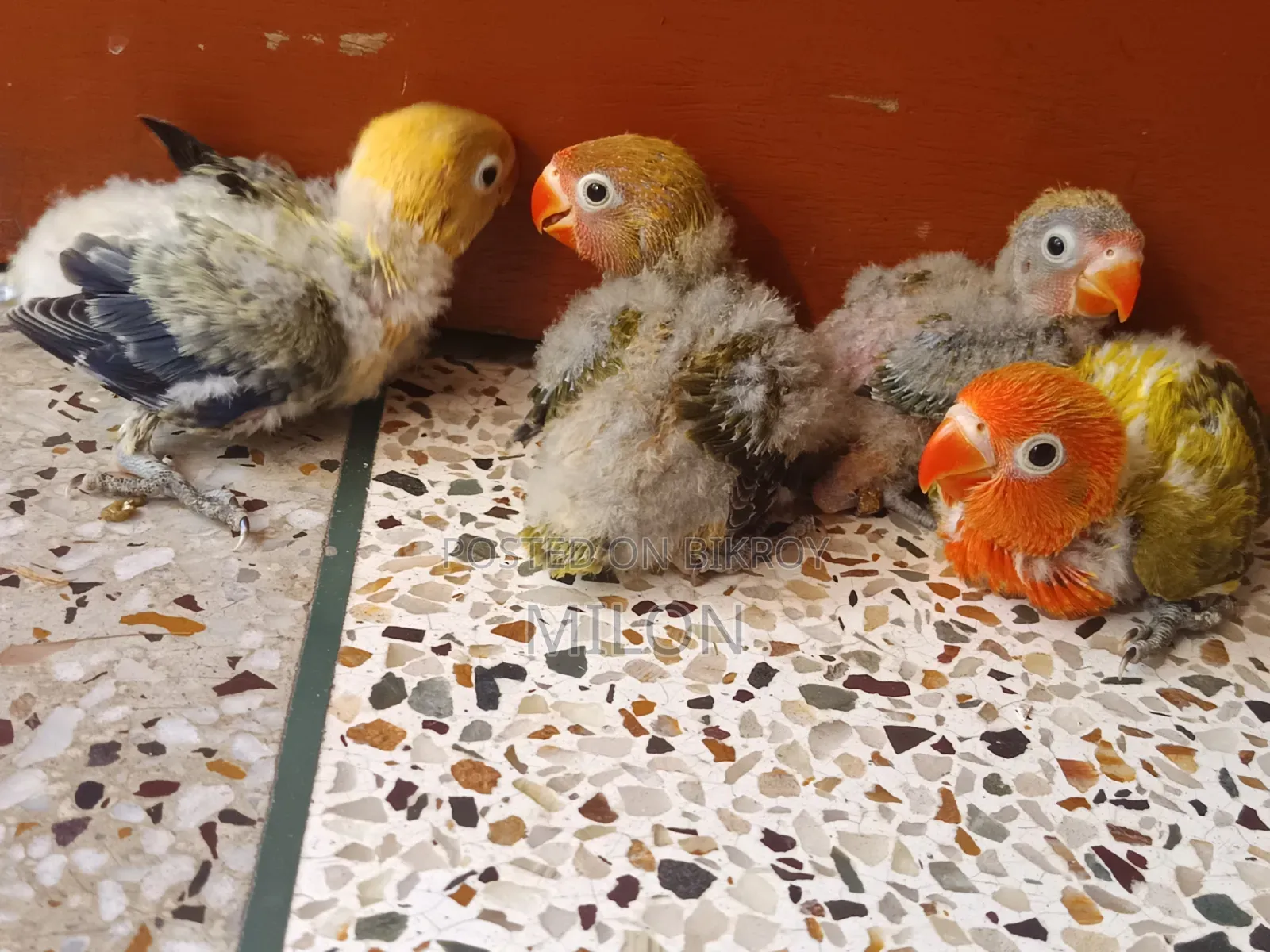 4 pieces baby lovebird