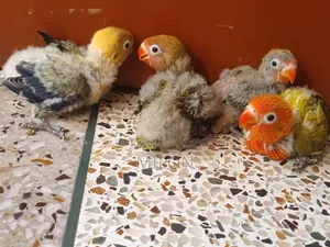 4 pieces baby lovebird