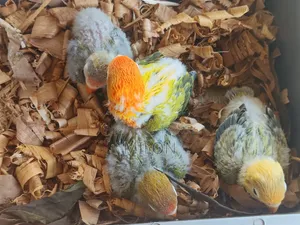 4 pieces baby lovebird