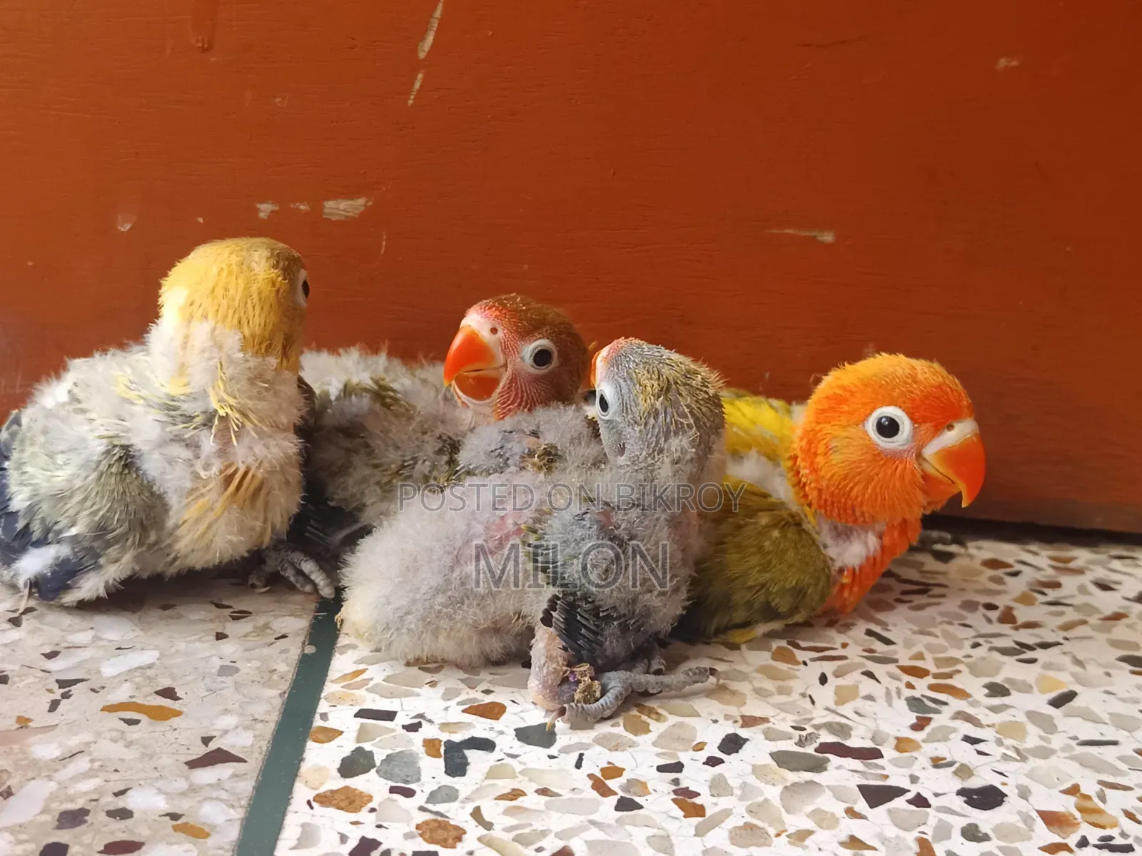 4 pieces baby lovebird